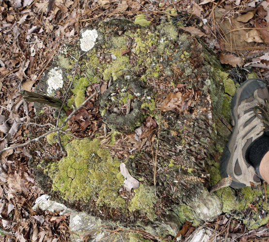 Large Stump and ~1' Boot for Comparison